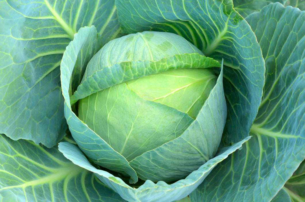 Cabbage: Green Cabbage