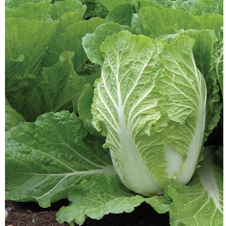 Cabbage: Napa Cabbage
