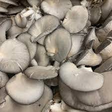 Mushrooms: Oyster