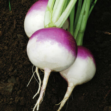 Roots: Purple Top Turnip - per lb.