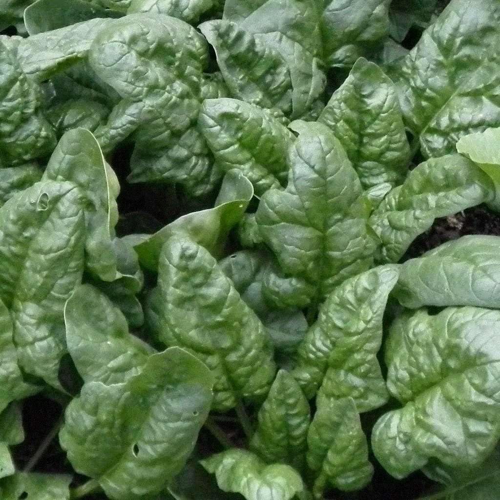 Greens: Spinach (1/3 lb)